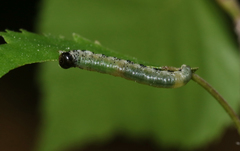 Pristiphora alpestris