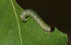 Pristiphora alpestris