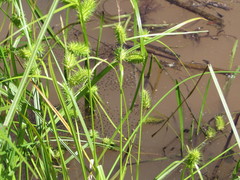 Carex lurida