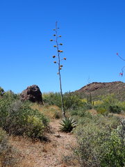Agave simplex
