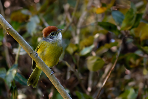 Rufous-crowned Greenlet