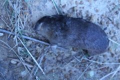 Chrysochloris asiatica