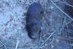 Chrysochloris asiatica