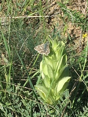 Muschampia tessellum