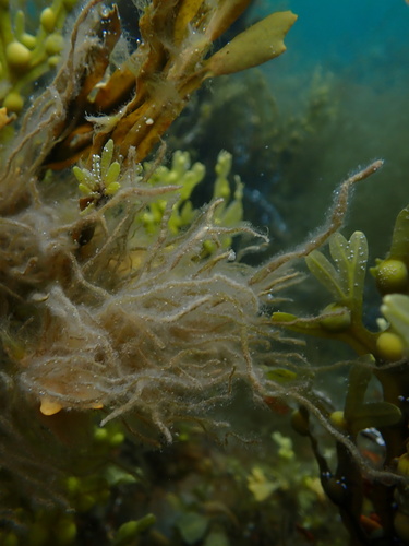 Asperococcus fistulosus observed 2024-06-27