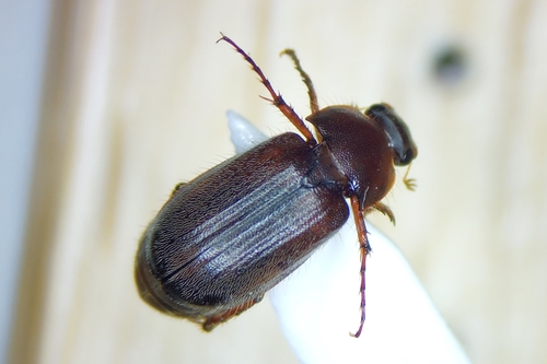 Triodontella bucculenta