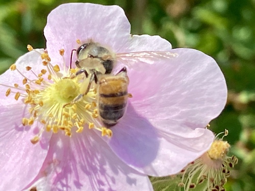 iNaturalist observation photo of Western Honey Bee