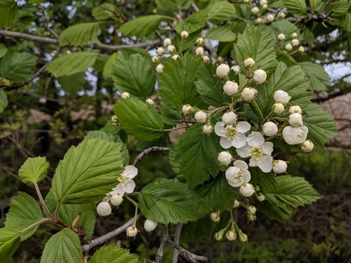 Crataegus mollis, photographed by an iNaturalist contributor