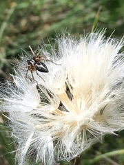 Oxyopes heterophthalmus