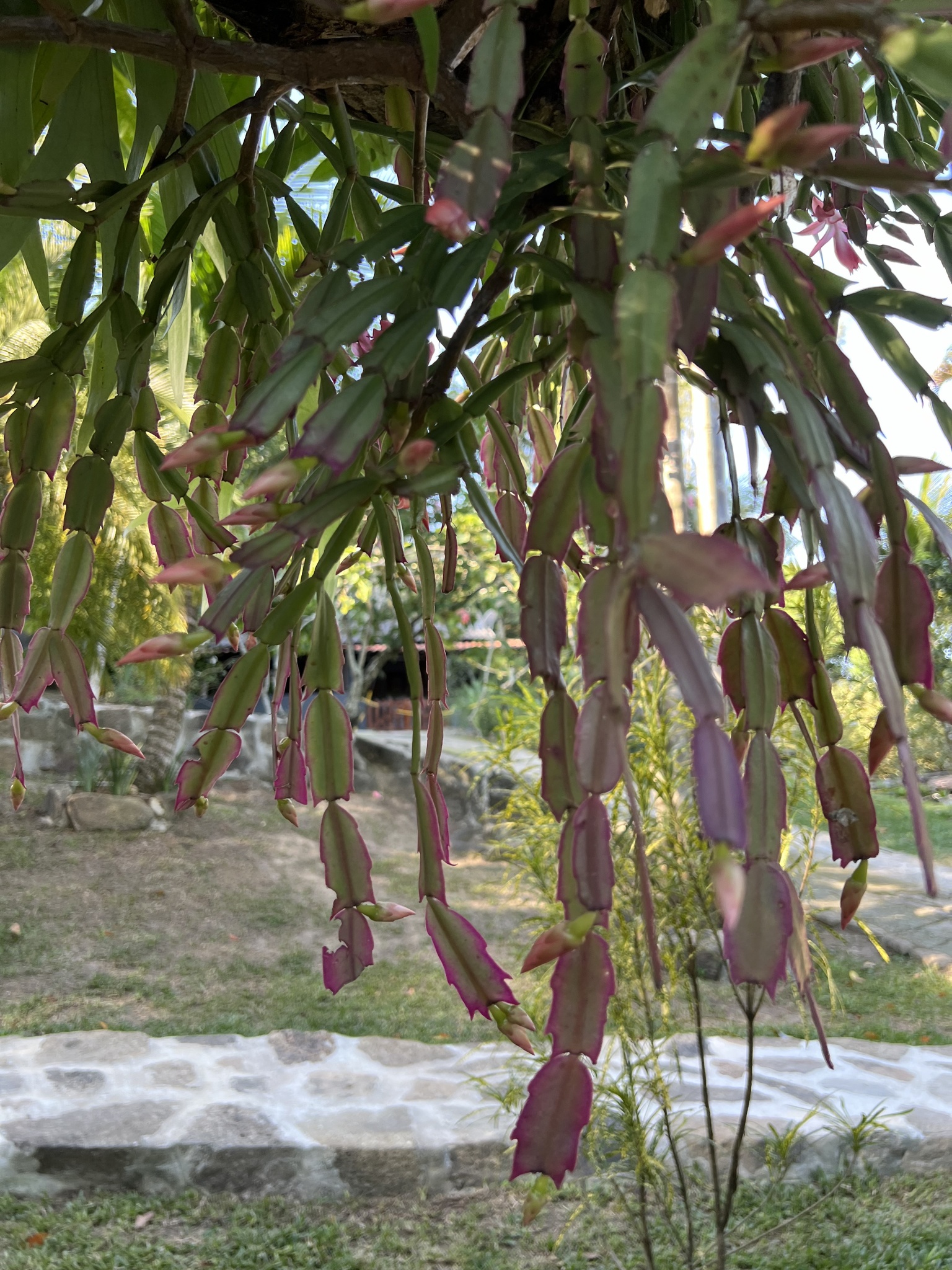 Imagem de Flor-de-maio