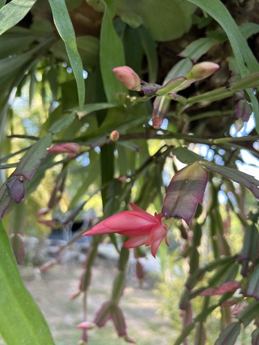 Foto de Flor-de-maio