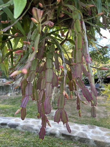 Foto de Flor-de-maio