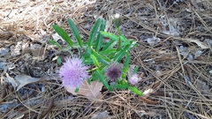 Cirsium repandum