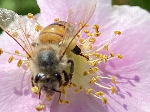 iNaturalist observation photo of Western Honey Bee