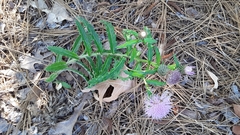 Cirsium repandum