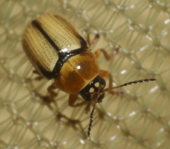 Cryptocephalus fulvus