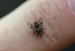 Homalactia harringtoni