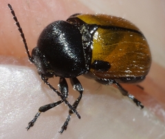 Cryptocephalus rugicollis