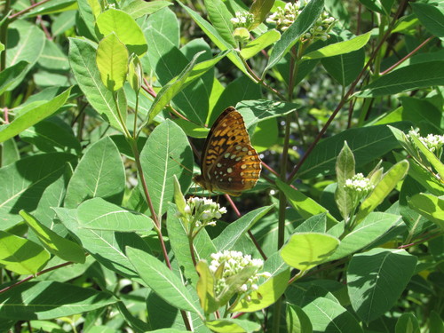 Indianhemp (Apocynum cannabinum)