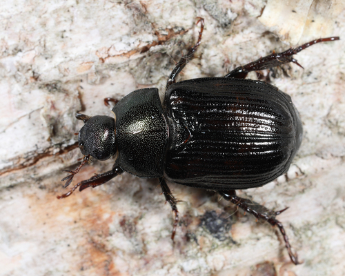 Oriental Beetle, photo 2 of 8