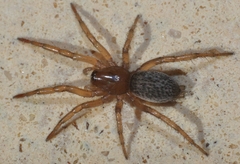 Gnaphosa alacris