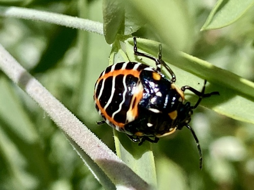 iNaturalist observation photo of Harlequin Bug