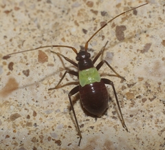 Closterotomus