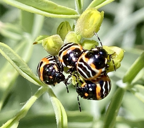 iNaturalist observation photo of Harlequin Bug
