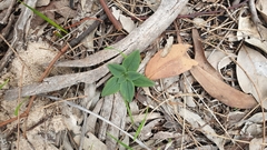 Pterostylis sanguinea