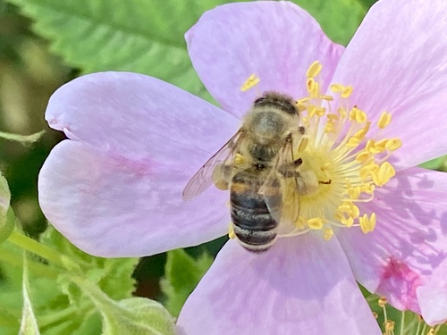 iNaturalist observation photo of Western Honey Bee