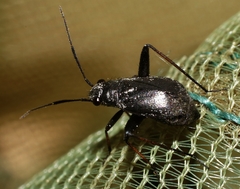 Orthocephalus saltator