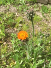 Pilosella aurantiaca
