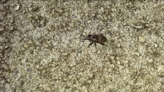 Sphenophorus inaequalis