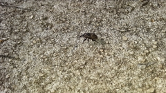 Sphenophorus inaequalis