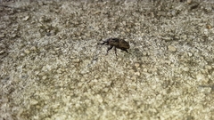 Sphenophorus inaequalis