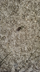 Sphenophorus inaequalis