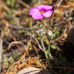 Oxalis droseroides