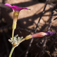 Oxalis droseroides