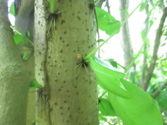 Leuenbergeria guamacho