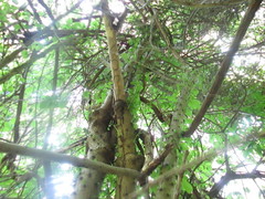 Leuenbergeria guamacho