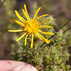 Cullumia reticulata