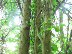 Leuenbergeria guamacho