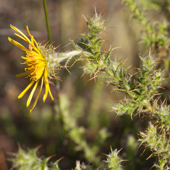 Cullumia reticulata