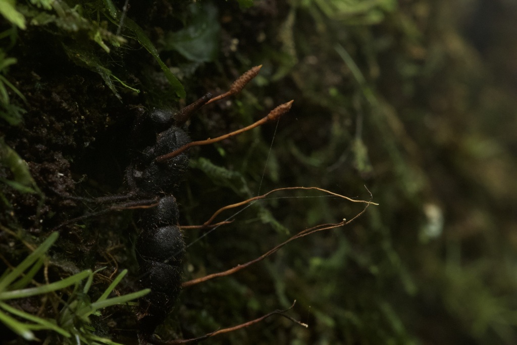 Ophiocordyceps monacidis