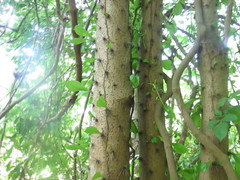 Leuenbergeria guamacho