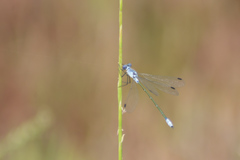 Lestes macrostigma