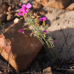 Oxalis droseroides
