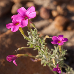 Oxalis droseroides