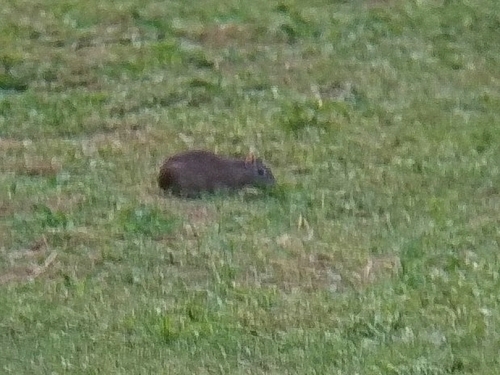 Spix's Yellow-toothed Cavy