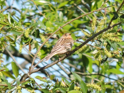 Bisbita gorjirrojo (Anthus cervinus)